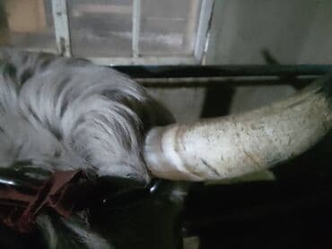 Уйлар, букалар: Сатам | Уй (ургаачы) | Сүт алуу үчүн | Байланган — 2