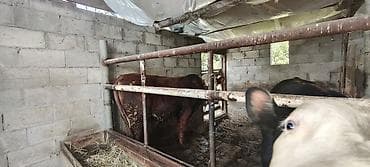 самец: Продаю | Бык (самец) — 4