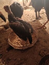 продажа домашних животных: Сатам | Тооктор, Балапандар | Дакан | Тебиштирүү үчүн — 6