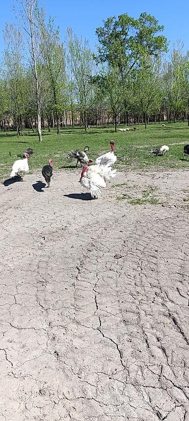 японская собака акита: Продаю | Индюшка (самка) — 2