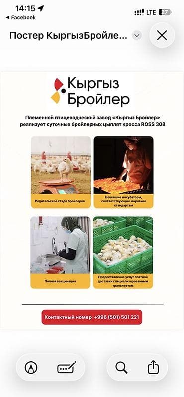 купить кошку манчкин: Продаю | Цыплята | РОСС 308 — 1