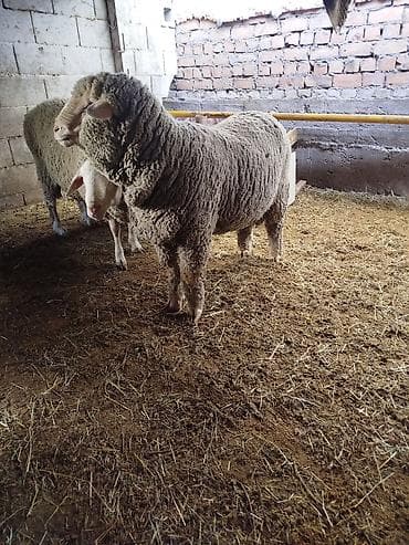 бараны рамановские: Продаю | Баран (самец) | Меринос | Для разведения | Племенные — 3