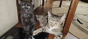 белый котенок: Котята домашние, черного окраса (двое), с маленьким белым галстуком у — 7