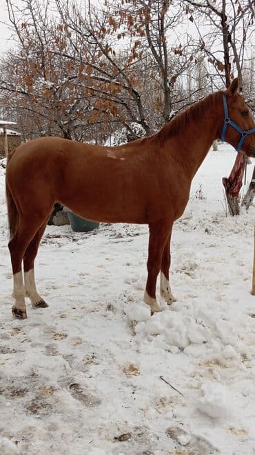 дом животных: Продаю | Конь (самец) | Полукровка | Конный спорт | Племенные — 4