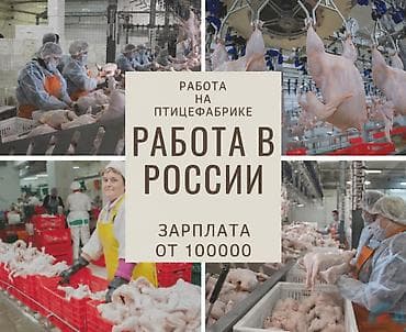🔥 РАБОТА В РОССИИ | ПТИЦЕФАБРИКА | БЕСПЛАТНЫЙ ВЫЕЗД ИЗ БИШКЕКА 📍