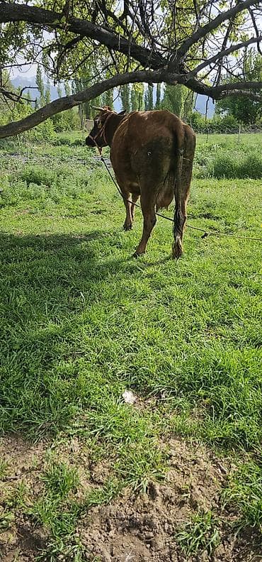 гуси линда: Продаю | Корова (самка), Бык (самец), Тёлка | Алатауская | Для разведения, Для молока | Стельные — 2