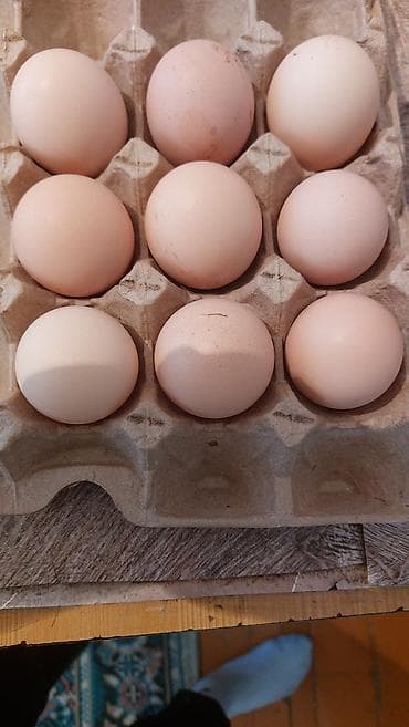 яйца инкубатор: Домашние куриные яйца Продам оплодотворённые яйца кур породы Адлер — 1