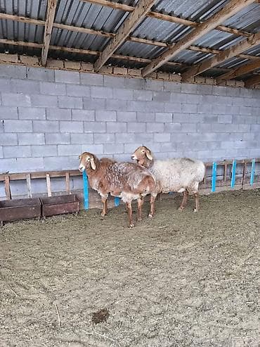 солома купить бишкек: Продаю | Овца (самка) | Арашан | Для разведения | Матка — 4