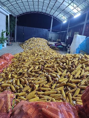 Кукуруза в початках (кормовая/зерновая) - Урожай в больших объёмах at lalafo.kg Кукуруза в початках (кормовая/зерновая) - Урожай в больших объёмах