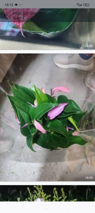 полки для магазина одежды: Продаются наличие комнатные растение цветущие и не цветущие лимоны — 10