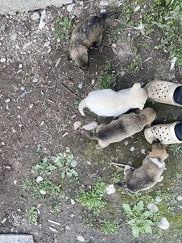 шенки питбуль: Кучукторду бекер берем — 1