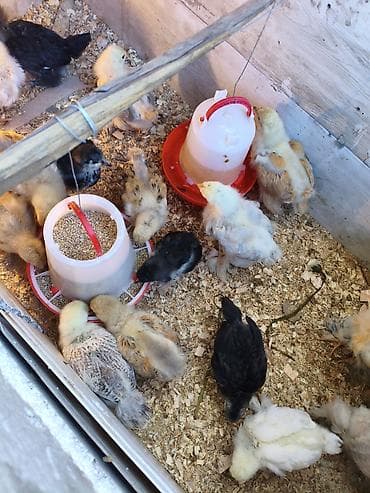 сова живая: Продаю | Цыплята | Для разведения — 1