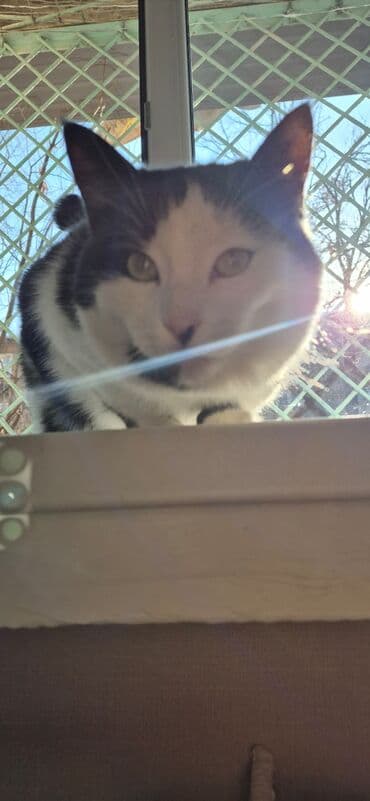 купить котенка вислоухого: Кошка даром: Беспородная, 4 года, Мальчик, Проглистована — 5