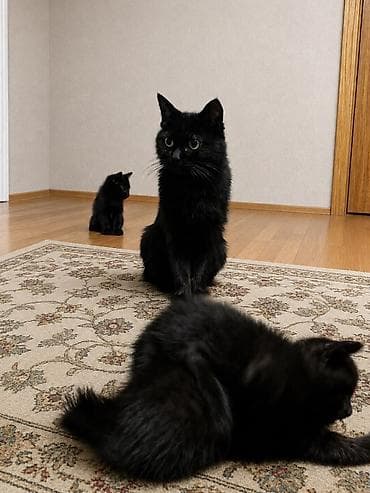 Мышыктар: Черные котята домашние - Возраст на фото: примерно 1,5–2 месяца - — 2