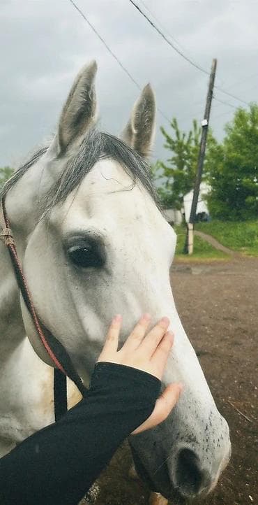 курс мужские стрижки: Мы предлагаем услуги: - Уроки верховой езды для детей и взрослых — 1