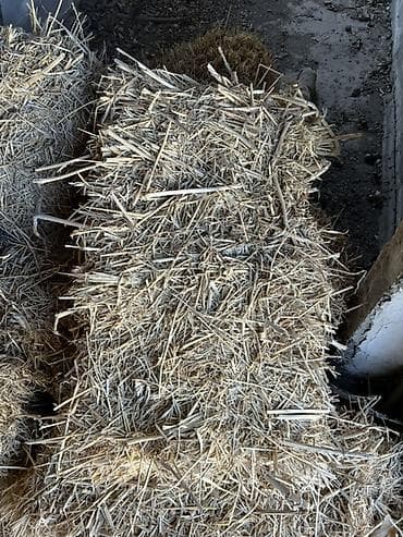 Прошлогодний клевер с овсом, первогодичный клевер с овсом прессованный