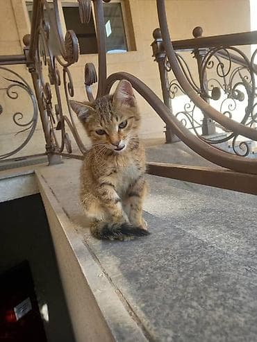 Мышыктар: Котята отдам в добрые руки горшок ходят сами и кушают сами — 6