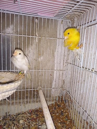 корм витакрафт для волнистых попугаев: Канарейки декоративные, различные окрасы - Птицы певчие, компактные — 1