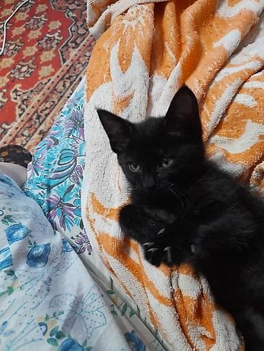кошки крысоловы: Котята в добрые руки Очаровательные черные малыши с блестящей — 1