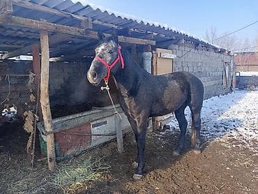 дакан атлас: Продаю | Жеребец | Полукровка | Рабочий — 1