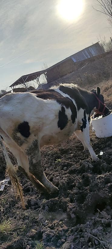 Лошади, кони: Продаю | Корова (самка) | Голштин | Для молока | Стельные — 3