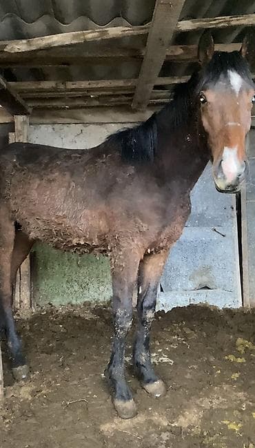 сколько стоит щенок золотистого ретривера: Продаю | Жеребец | Рабочий — 1