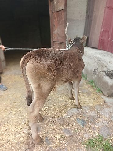 корова голштинской: Продаю | Музоо, торпок | На откорм — 3