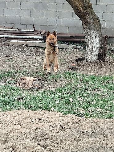 немецкая овчарки: Немецкая овчарка, 1 год, Самец, С прививкой — 4