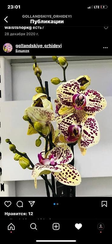 постельный бельё: Flowersbishkek flowerskg bishkekflowers магазинбишкек — 3