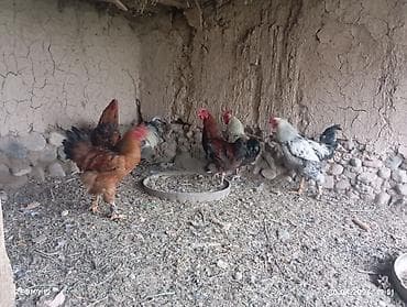 зоомагазин бишкек с животными: Продаю | Петух | Домашняя | Для разведения — 5