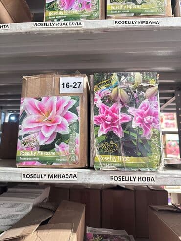 Дрова: Луковицы цветка: Лилейники — 1