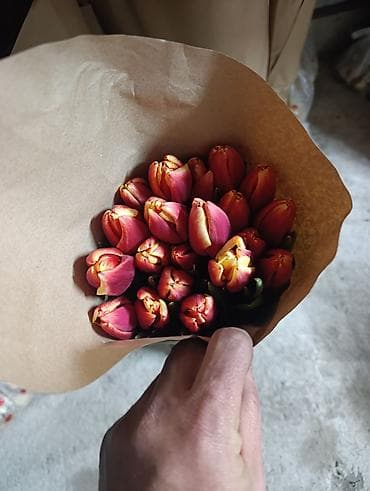 цветок молочай: Букеты из тюльпанов в крафтовой упаковке.за 1 штуку свежие с грядки — 9