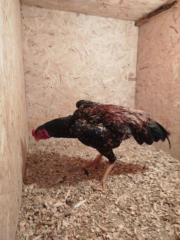 попугай ара бишкек: Дакан короз сатылат алмашу жолдору бар адрес Заря Тынчтык конушу кочо — 3