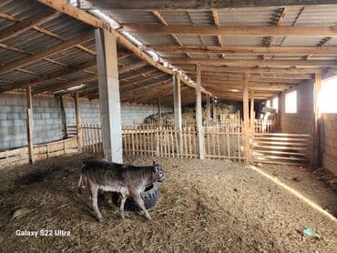 дома старый вокзал: Продаётся фазенда 1 га 35 соток, находится в селе Чоктал не далеко от — 6