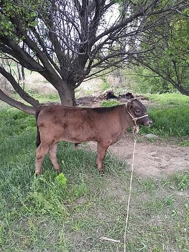 сокол птица цена: Продаю | Бык (самец) | На откорм | Привязанные — 2