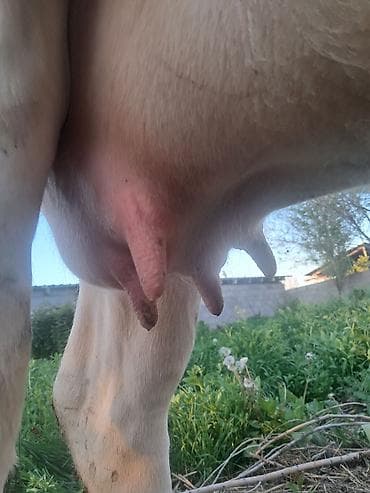 чистопородное разведение: Продаю | Корова (самка) | Для разведения | Привязанные — 5