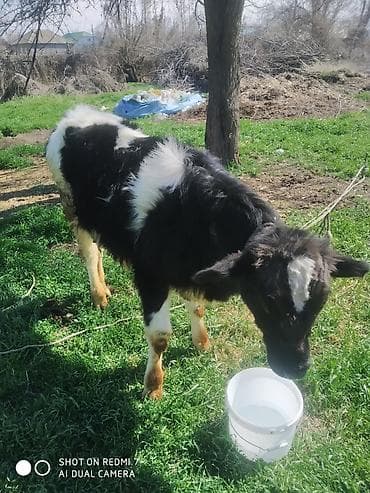 кулак тай: Продаю | Бык (самец), Музоо, торпок | На откорм | Привязанные — 3