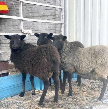 собака породы йоркширский терьер: Продаю | Ягненок, Баран (самец), Овца (самка) | Гиссарская, Романовская, Арашан | Для разведения, На забой, Для шерсти | Осеменитель, Племенные, Ягнившаяся — 3