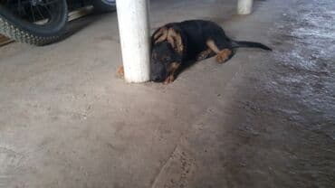 хмонг собака купить: Немис овчаркасы, 2 айлык, Эркек, Ит тегин тастыктоочу документ — 1