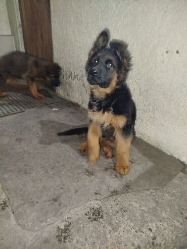 живые раки: Немецкая овчарка, 3 месяца, Самец — 4