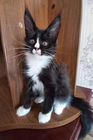 чёрные котята: 🐾🐈Котята мейн-кун готовы к переезду! Осталось два крупных котёнка — 4