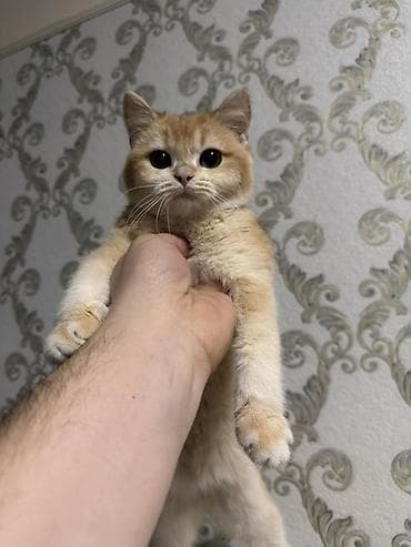 кошка бурма: Котёнок, окрас золотой шиншилла nvay 12(тёплый золотисто-рыжий с — 1