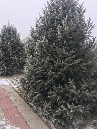 Бакча инвентары: Көчөттөр дарактардын: Карагайлар — 2