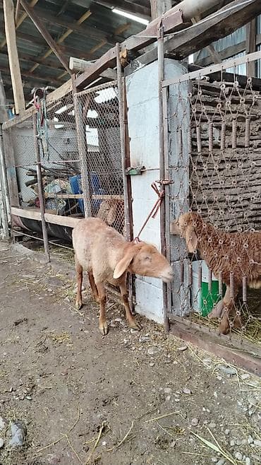 дорпер кой: Продаю | Овца (самка) | Для разведения | Матка — 2