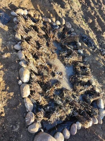 купить семена цветов в бишкеке: Малина кочот Полька / Полана сорт Семена и Саженци Малины Полька сорт — 3