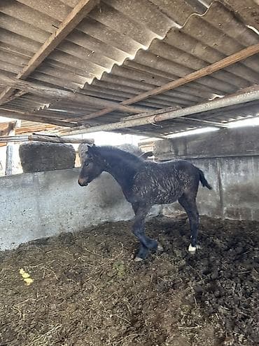 утки белые: Продаю | Жеребенок | Конный спорт — 4