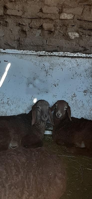 кой бишкек: Сатам | Ургаачы кой (ургаачы), Козу — 5