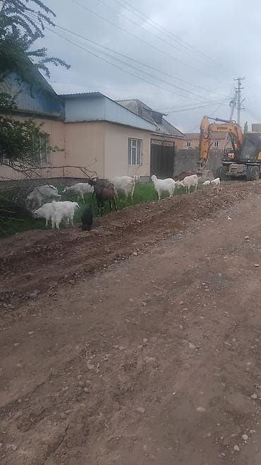 кролик бишкек: Сатам | Улак | Заанен | Көбөйтүү үчүн | Асыл тукумдуу — 3