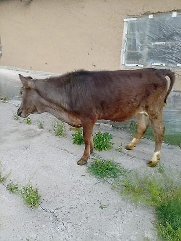 зоомагазин бишкек орто сай: Сатам | Кунаажын | Байланган — 3