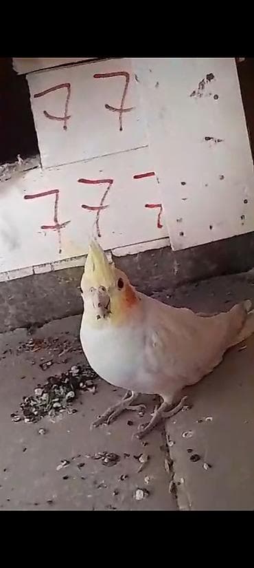 пчело матки: Срочна продаю готовый пара 3600 — 4